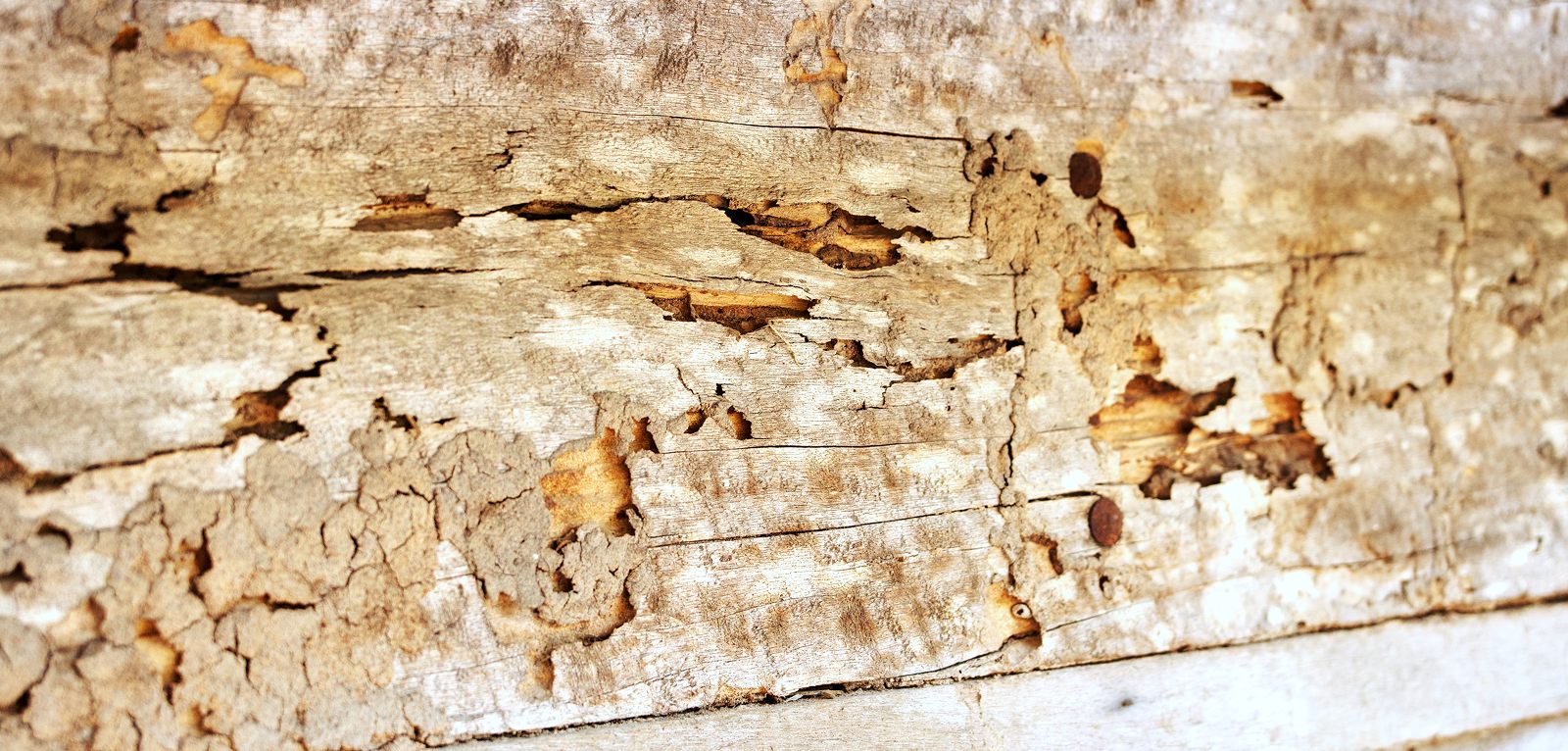 Termite damage in timber