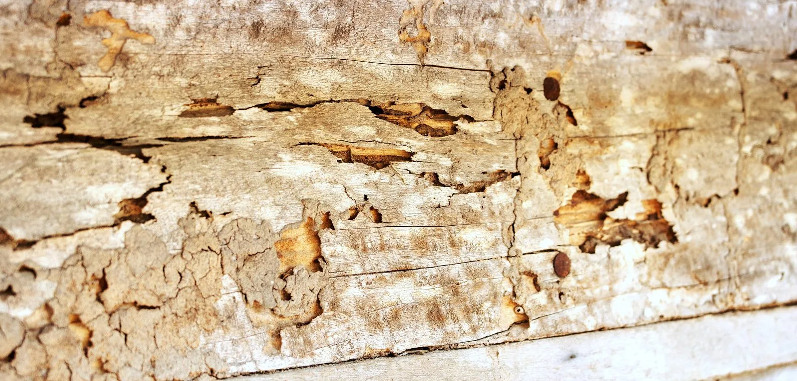 Termite damage in timber