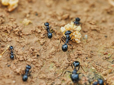 Black ants carrying bait across bare soil
