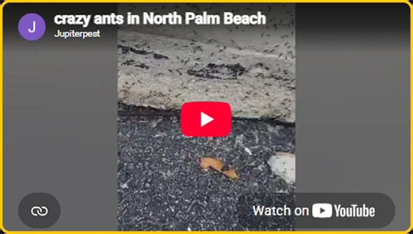 Still from the crazy ants in North Palm Beach video