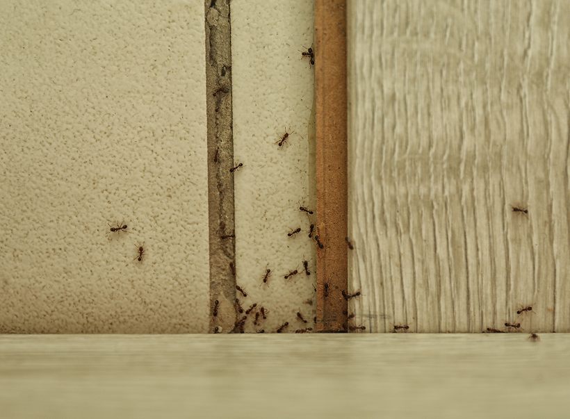 Ants travelling along a baseboard