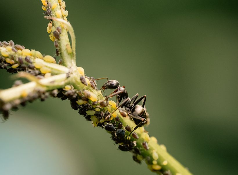 Ants swarming a plant stem