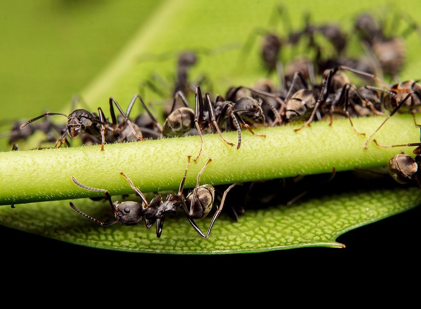 Ants gathered on a leaf