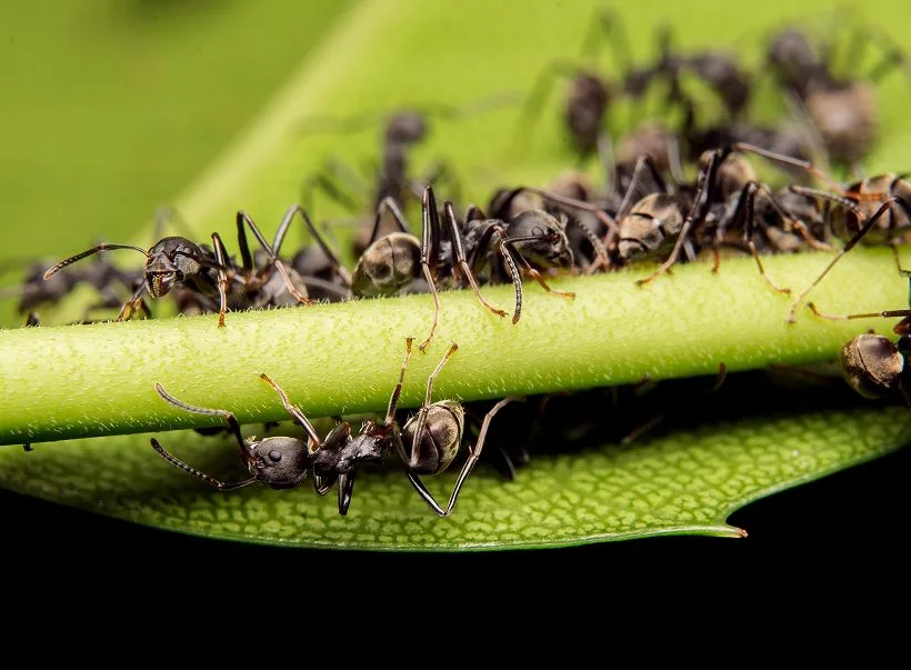 Ants gathered on a leaf