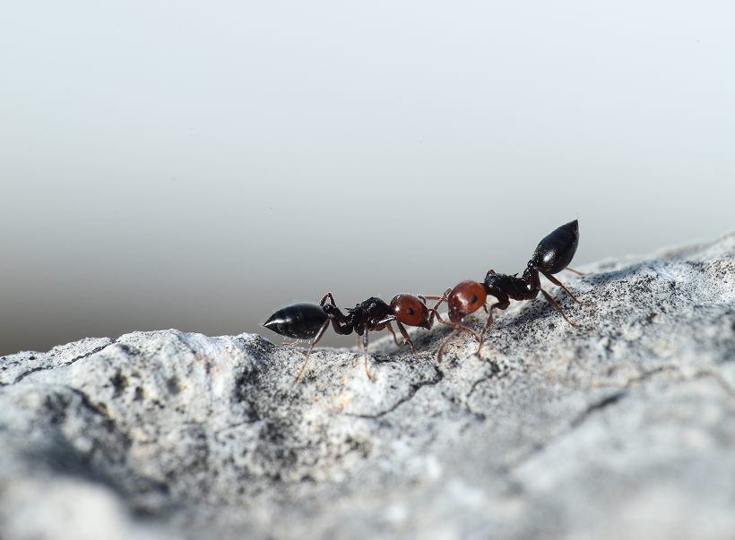 A trail of ants crossing a rock