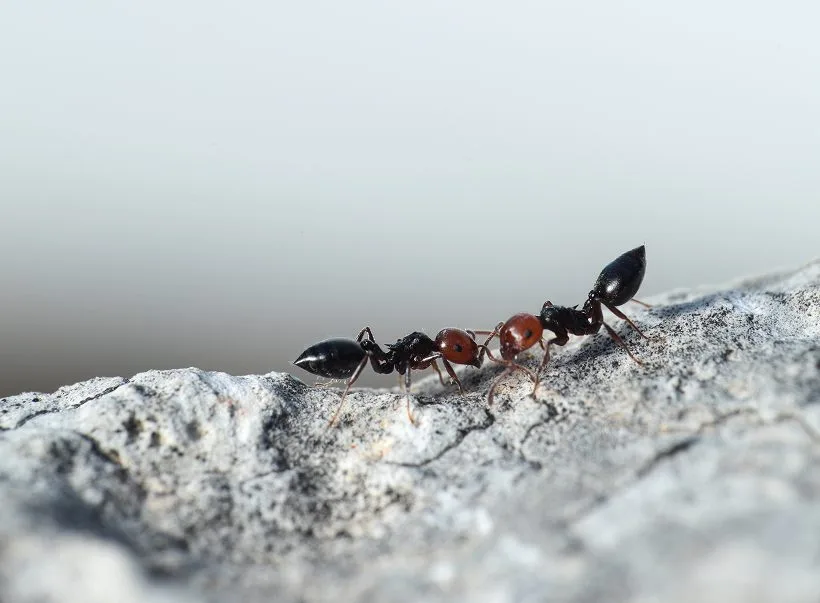 A trail of ants crossing a rock