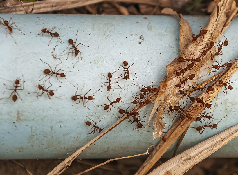 Ants crossing an outdoor pipe