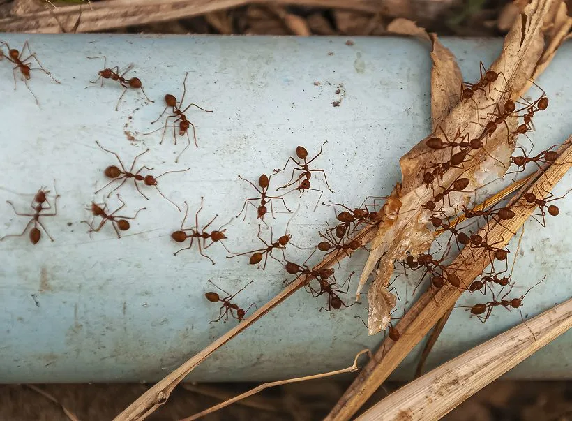 Ants crossing an outdoor pipe