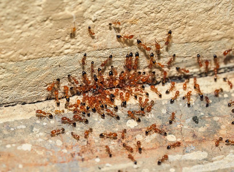 A trail of ants running along a wall