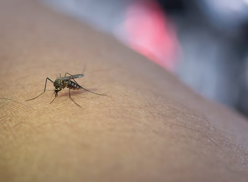 A mosquito feeding on human skin