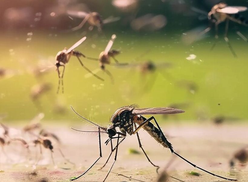 Mosquitoes over open grass