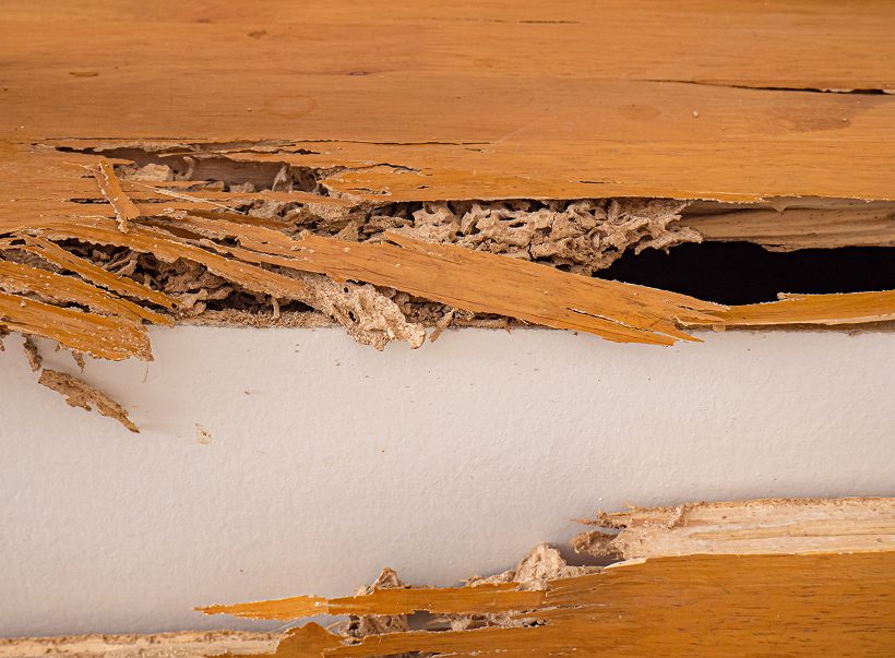 Termite-damaged wood with hollowed grain