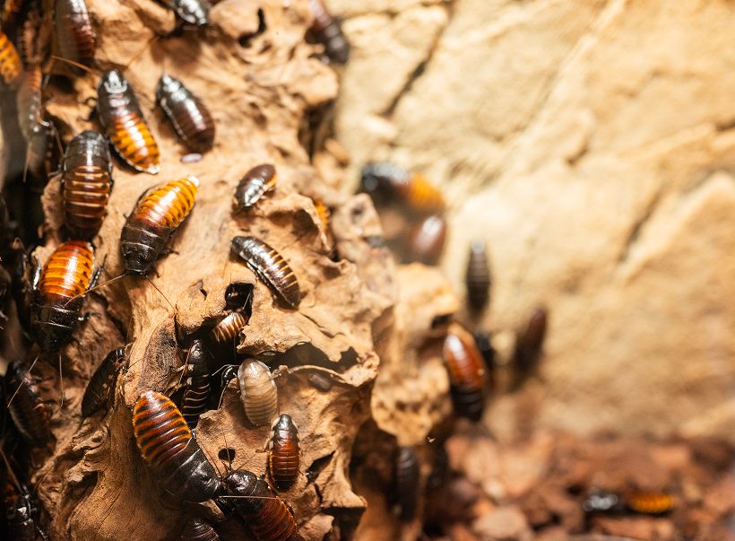A cluster of termites in a nest