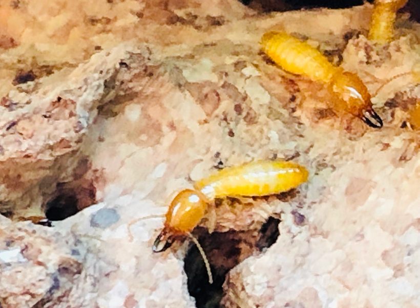Termites in sandy soil