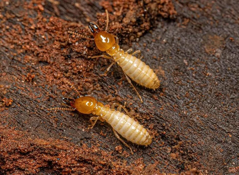 Termites in damp soil