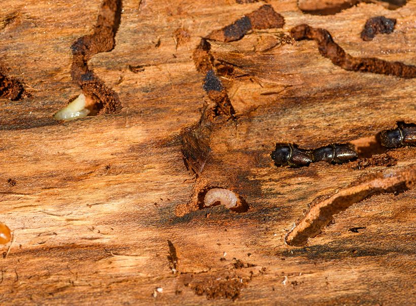 Wood-boring insects tunnelling through timber