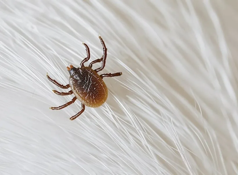 A tick on white pet fur