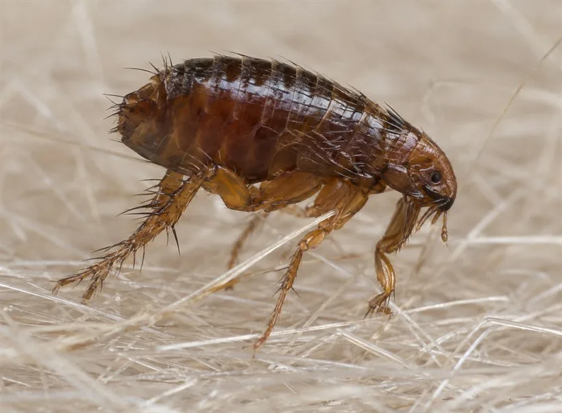 Close-up of a flea in pale pet fur