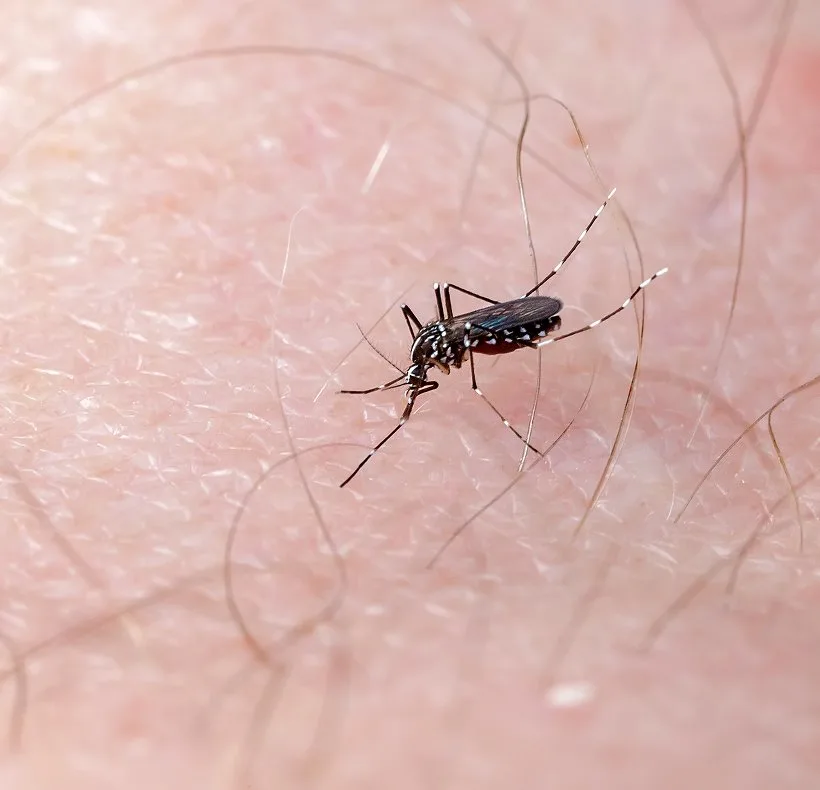 A mosquito feeding on human skin