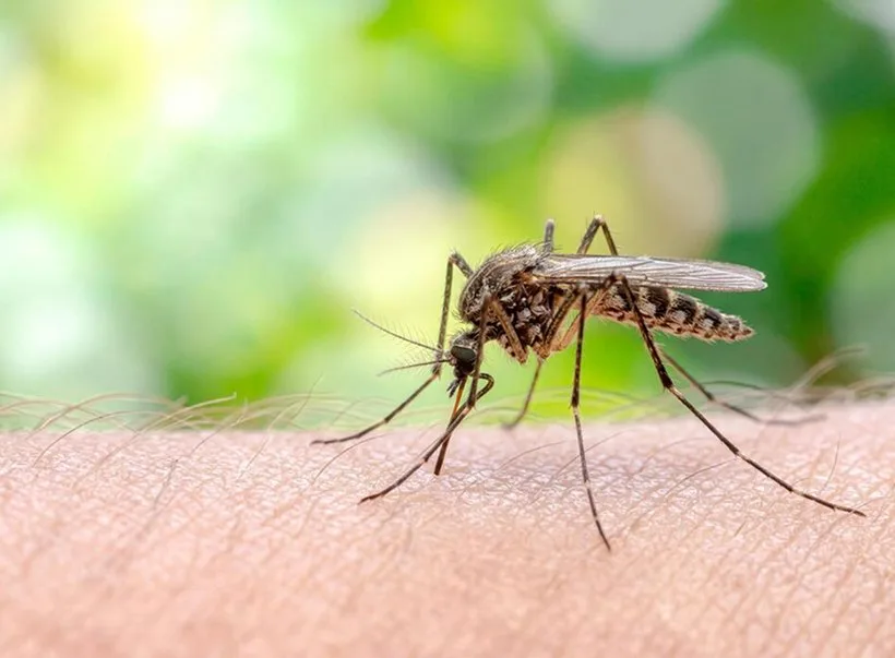 A mosquito feeding on human skin