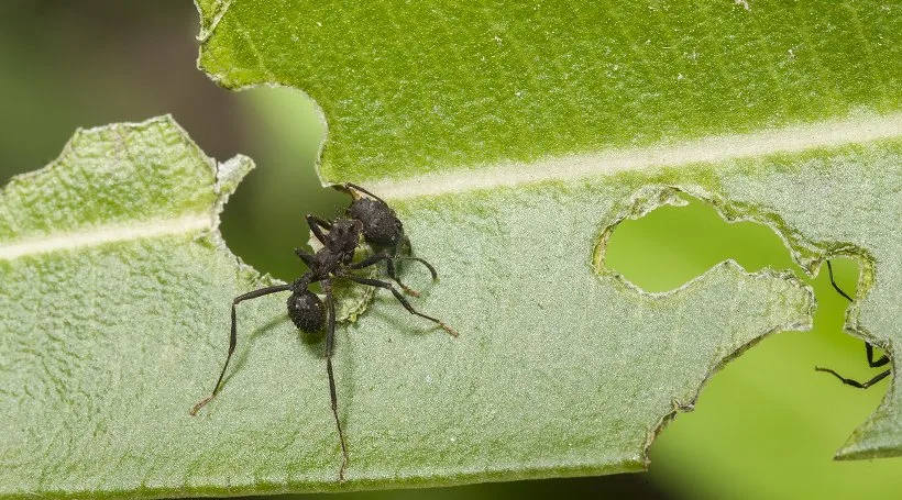 An ant on a chewed green leaf