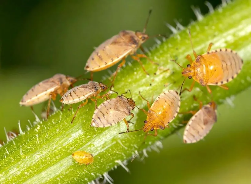 Plant bugs clustered on a green stem