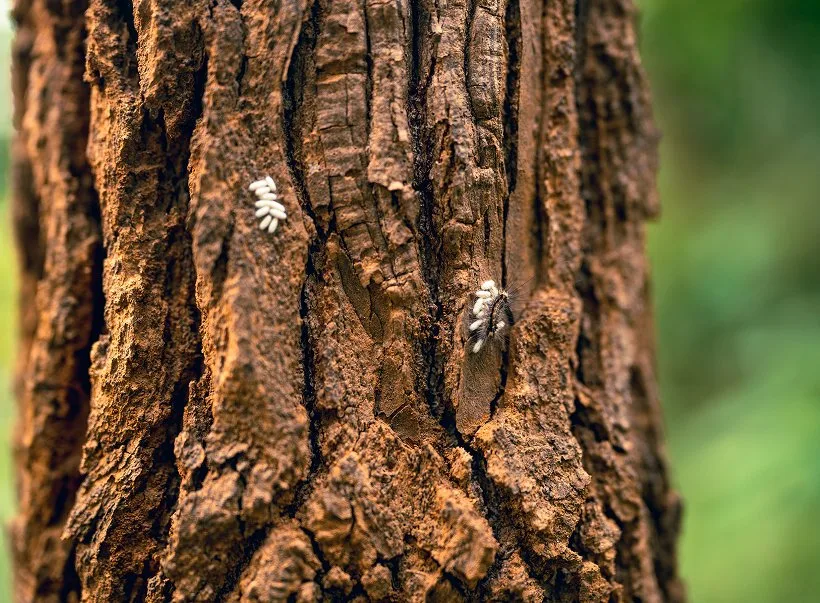 Pine beetle activity on tree bark